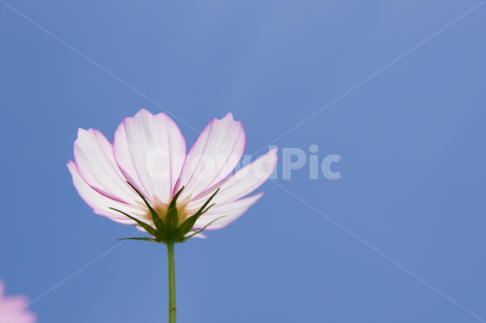 들판,가을,코스모스,햇빛,푸른하늘,가을,계절,fall,autumn,season,식물,자연,plants,nature,꽃,flower,plant