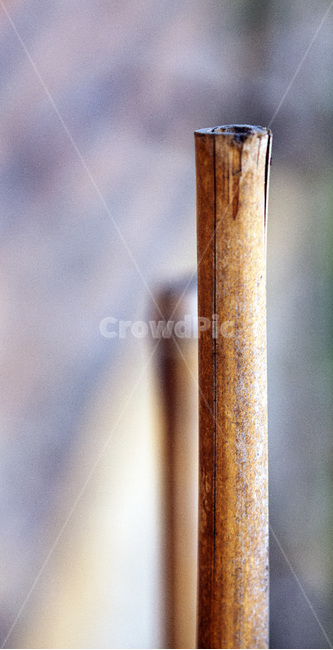 대나무,곧음,bambootree,straight,반영,나무,회초리,대나무줄기,죽비,reflection,wood,cane,abamoogate,1그루,하나,봄,오후,단아,매,막대기,연하장,자연,풍경,경치,야외,맑음,지조,배경,절개,식물,나뭇가지,세로사진
