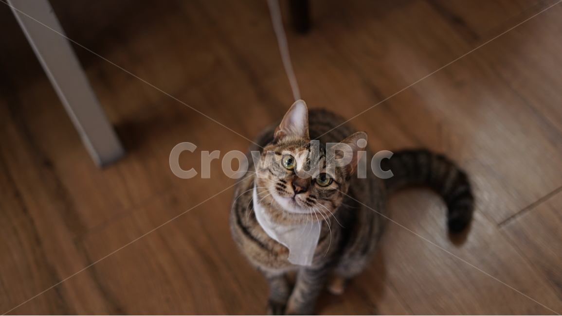 고양이,동물,반려동물,cat,pet,playing,동물,animal,포유류,mammal,고양이,cat,kitten,kitty