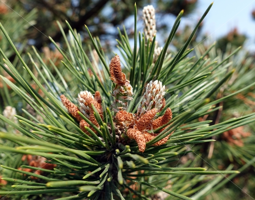 돌하루방,모임,야자수,제주도,여행,식물,자연,plants,nature
