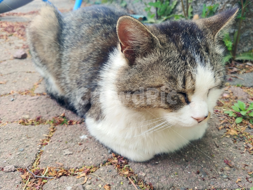 고양이,길고양이,잠자는,식빵굽는,길냥이,길냥,냥이,냥냥펀치,잠,귀여운