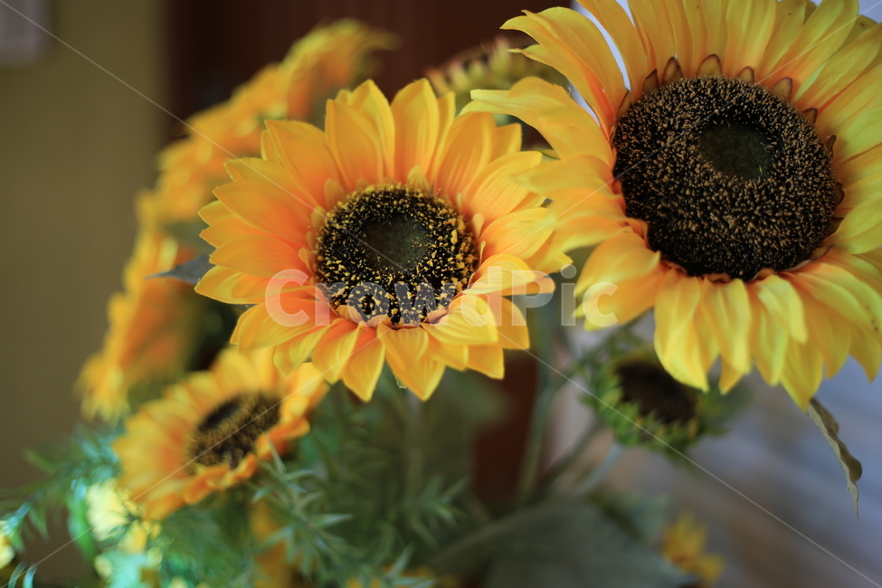 꽃,해바라기,자연,노랑,식물,꽃,flower