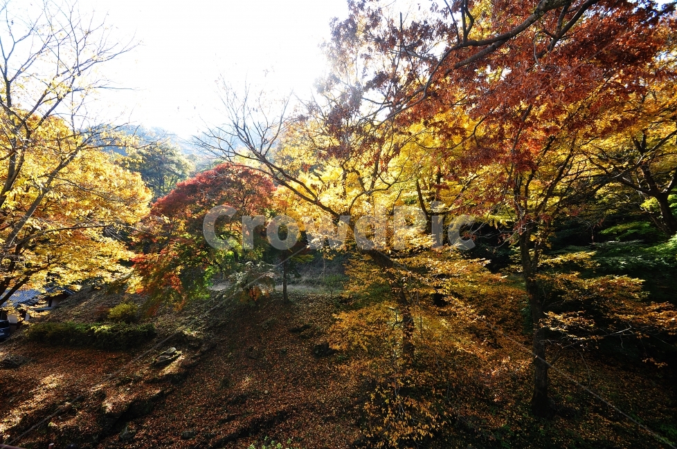 역광,단풍,계룡산의가을,가을,풍경,동학사,가을,계절,fall,autumn,season,자연,풍경,nature,landscape,plant,식물,tree,나무,maple