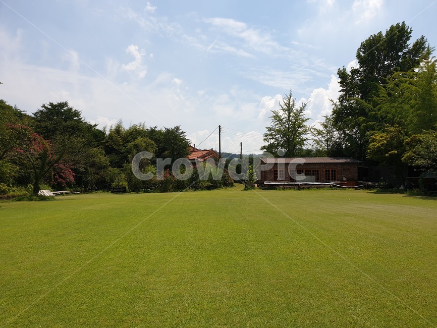 grass,잔디,plant,식물,lawn,푸른,초록,여름