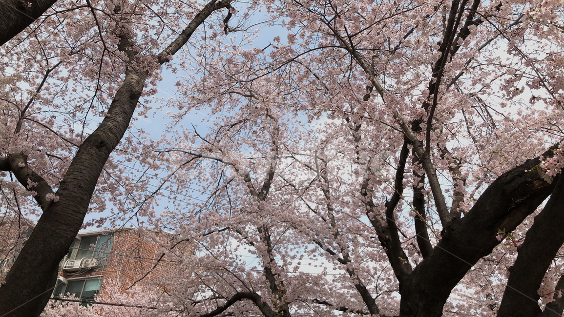 벚나무,벚꽃,꽃,cherryblossoms,봄,계절,군항제,야외,나무,자연,한국,나들이,하늘,핑크,blossoms,식물,flowers,spring,season,pink,tree,korea,jinhae,plants,nature,trees,wood,cherryblossomfestival
