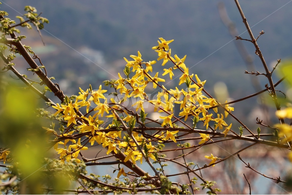 개나리,노란꽃,꽃,식물,flower,blossom,plant,yellow,노란,노랑,자연