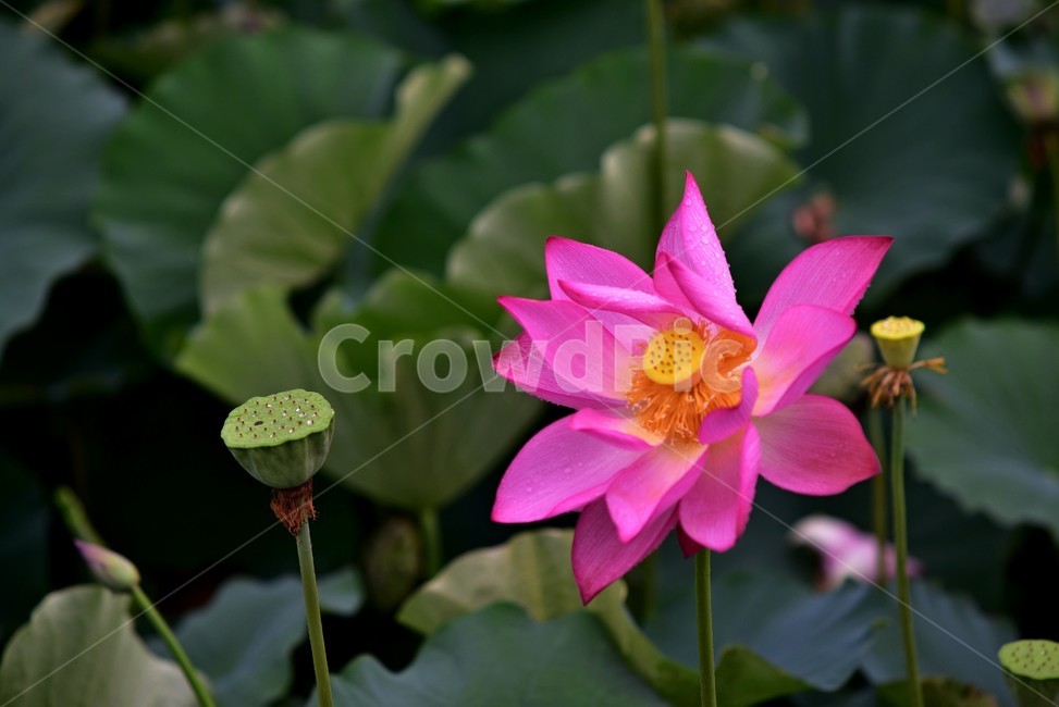 연꽃,연밥,연,미나리아재비목,여러해살이풀,연근,식용,약용,식물,자연,plants,nature,꽃,flower
