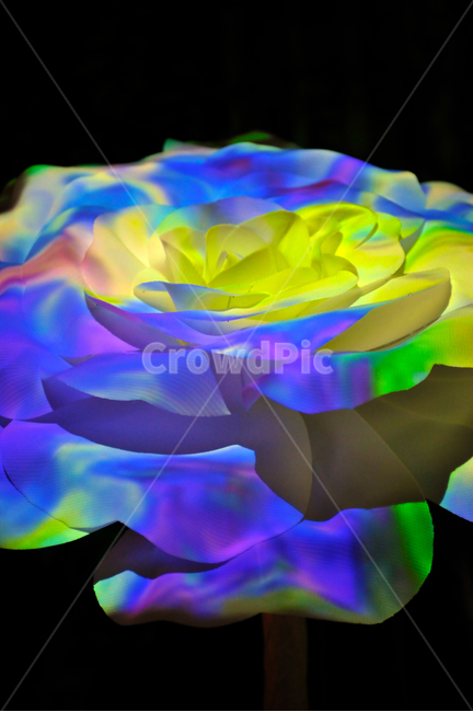 꽃,조명,led,장미,색감,꽃,flower,누끼,remove background