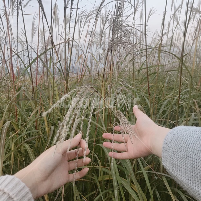 억새,식물,풀,plant,손,green,hand