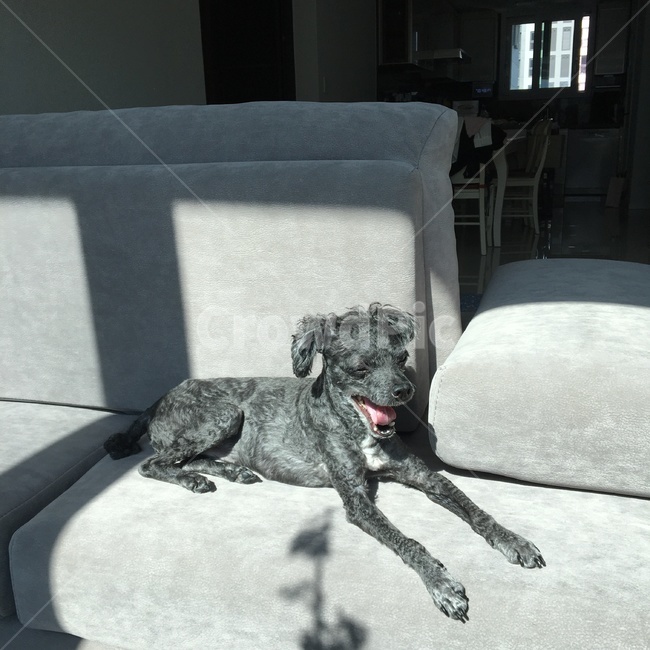 개,강아지,블랙푸들,하품,졸림,햇빛,햇볕,가구,furniture,송곳니,canine,dog,pet,애완동물,animal,동물,mammal,포유류,푸들,회색소파,소파,회색,그림자