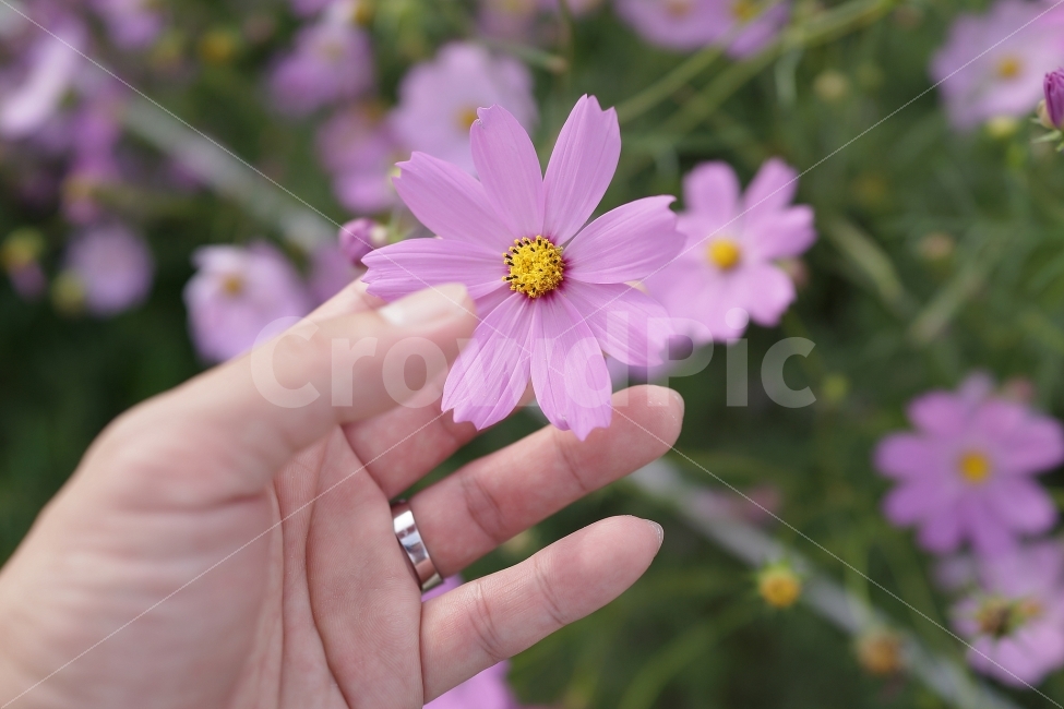 스냅,감성,꽃,코스모스,소니,rx1,가을,계절,fall,autumn,season,식물,자연,plants,nature,꽃,flower,사람,인물,인간,human,person,신체일부,몸,body,plant