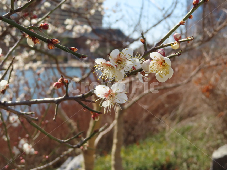 피어나다,꽃,분홍색,흰색,아름다움,식물,공원,귀여운,벚꽃,comeout,flowers,pink,white,beautiful,plants,parks,pretty,cherryblossoms