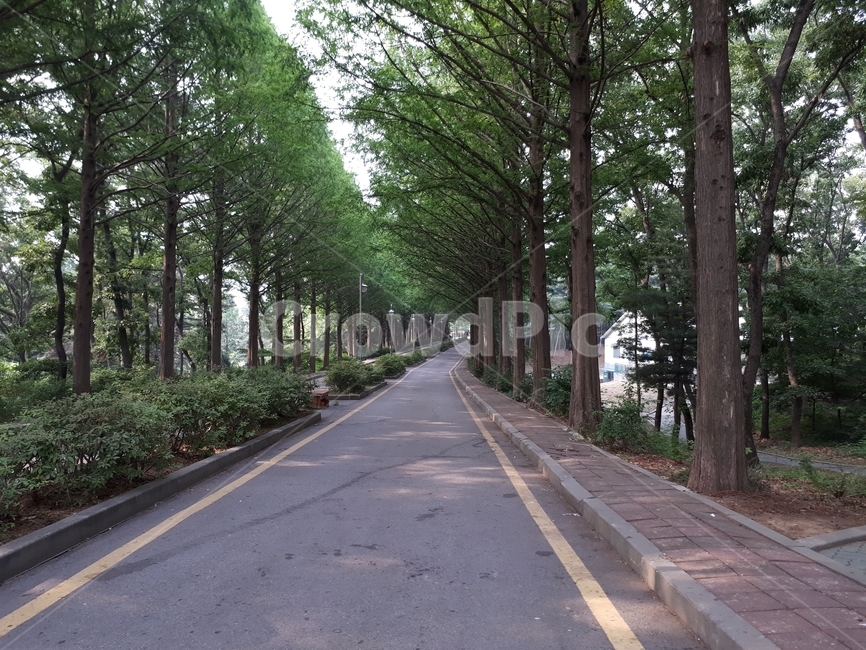 숲,나무,산길,숲길,산