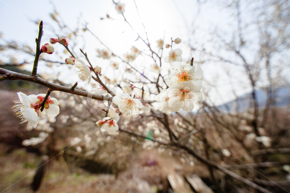 매화,식물,꽃,봄,꽃들,꽃잎,봄,계절,spring,season,식물,자연,plants,nature,꽃,flower,plant
