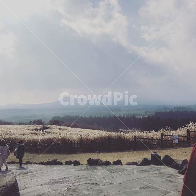 제주도,산굼부리,가을,갈대,풍경