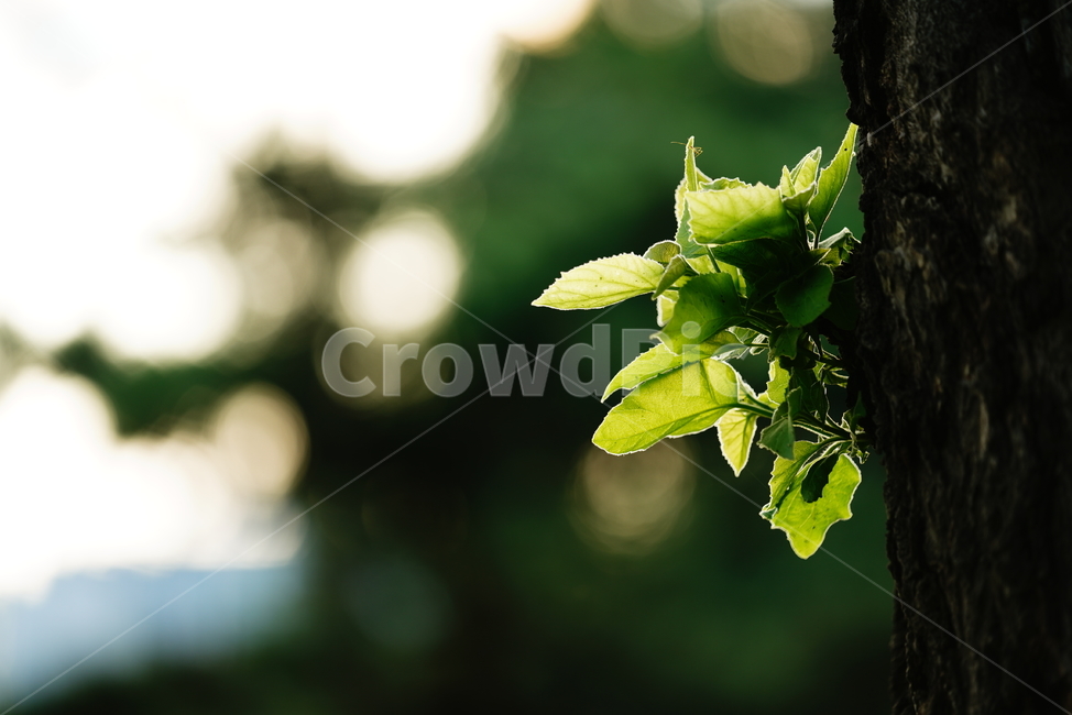 풀,자연,생물,생명,plant,식물,leaf,잎,식물,자연,plants,nature