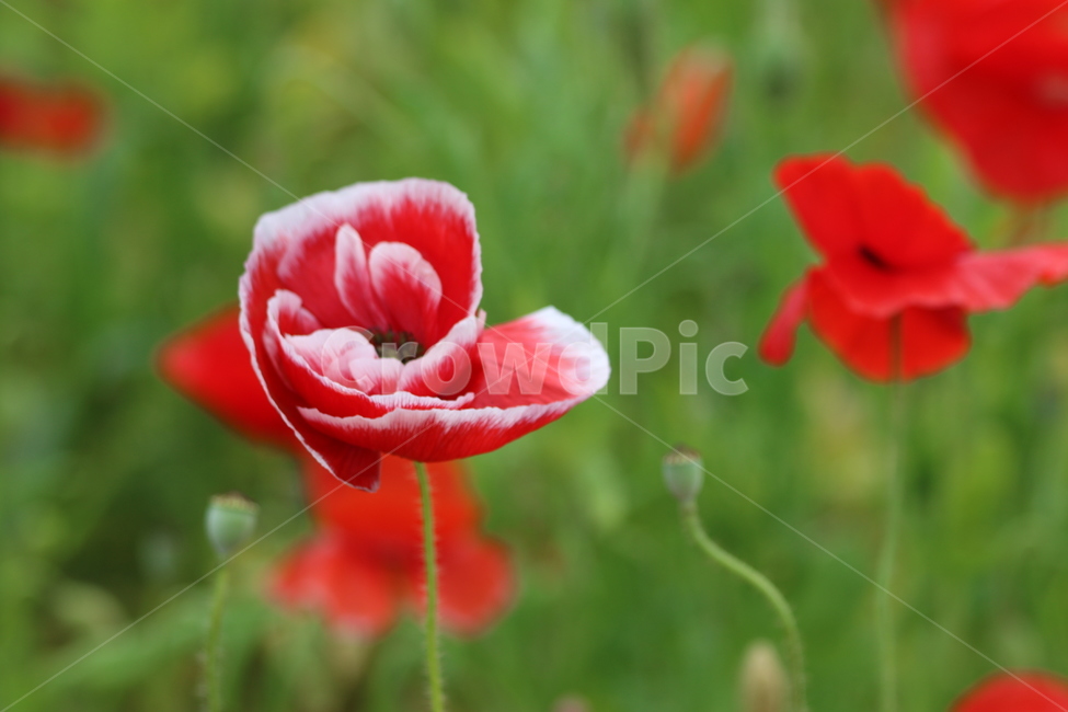 꽃,양귀비꽃,자연,풍경,식물,식물,자연,plants,nature,꽃,flower