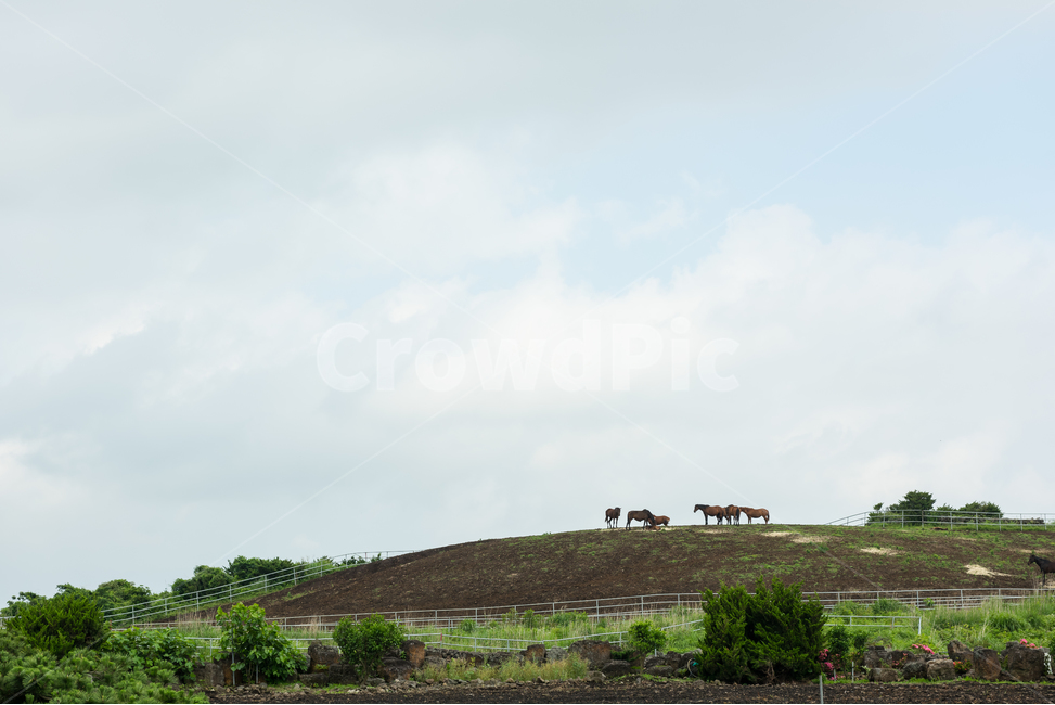 제주도,동산,언덕,말,자연,하늘,푸른,차분한,조용한,시골,구름,자연,풍경,nature,landscape,한국자연풍경,한국자연경관,korea nature landscape,제주도,jeju,jeju island,동물,animal,포유류,mammal,산업,industry,industrial,목축업,목장,livestock farming,ranching,pasture,outdoors,옥외