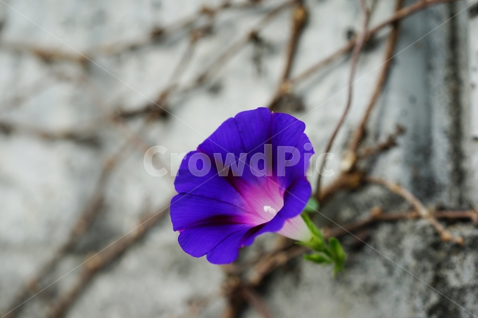 나팔꼴,자주색나팔꽃,여름꽃,토종화,토종꽃,식물,자연,plants,nature,꽃,flower