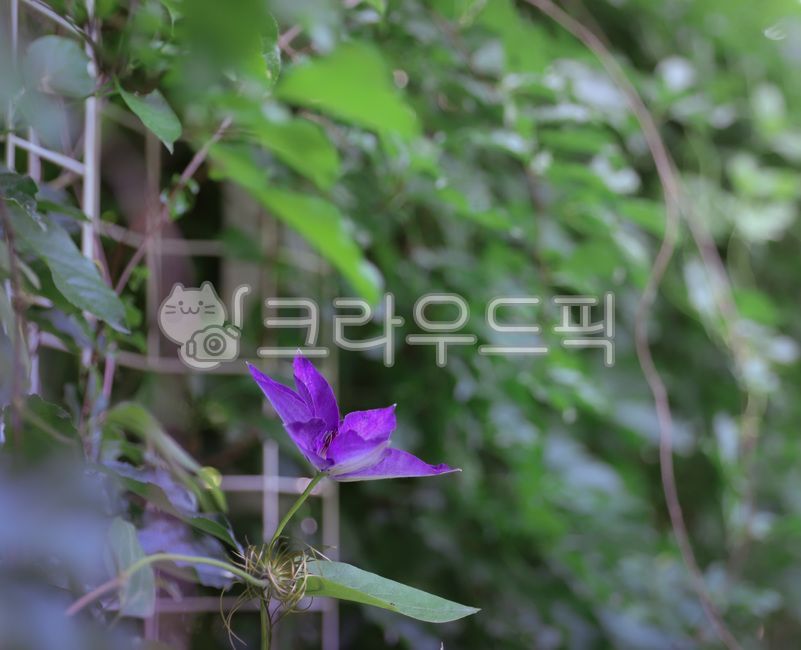 식물원,넝쿨,보라꽃,꽃,식물줄기,담장