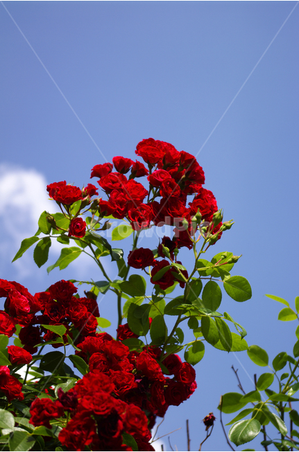 장미,꽃,식물,flower,자연,color,nature,식물,자연,plants,nature,꽃,flower