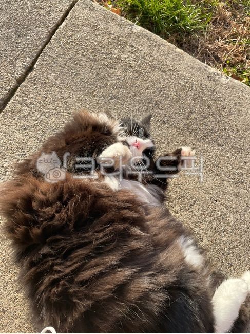 Pets,mammal,cat,animal,mammalia,cute,pet