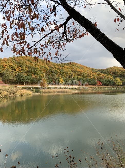 공원,가을,호수,물,자연,나무,풍경,감성,맑은하늘,nature,plant,outdoors,water,river