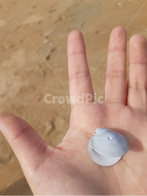 조개껍대기,조개껍질,조개,모래사장,바다,해변,바다,beach,sea