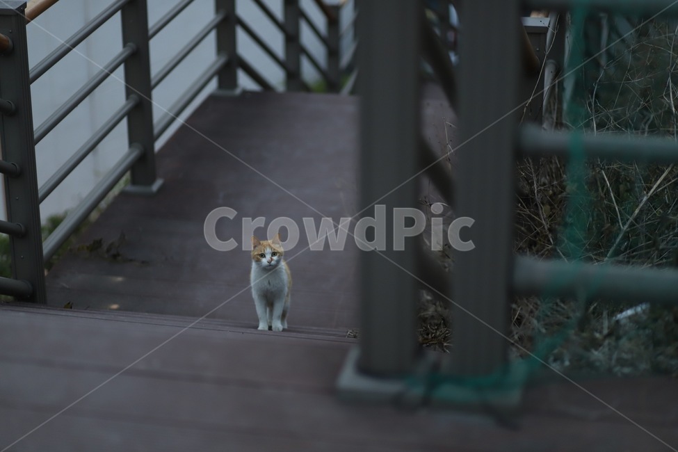 고양이,길냥이,스코티쉬폴드,동물,시선,길고양이,cat,cute