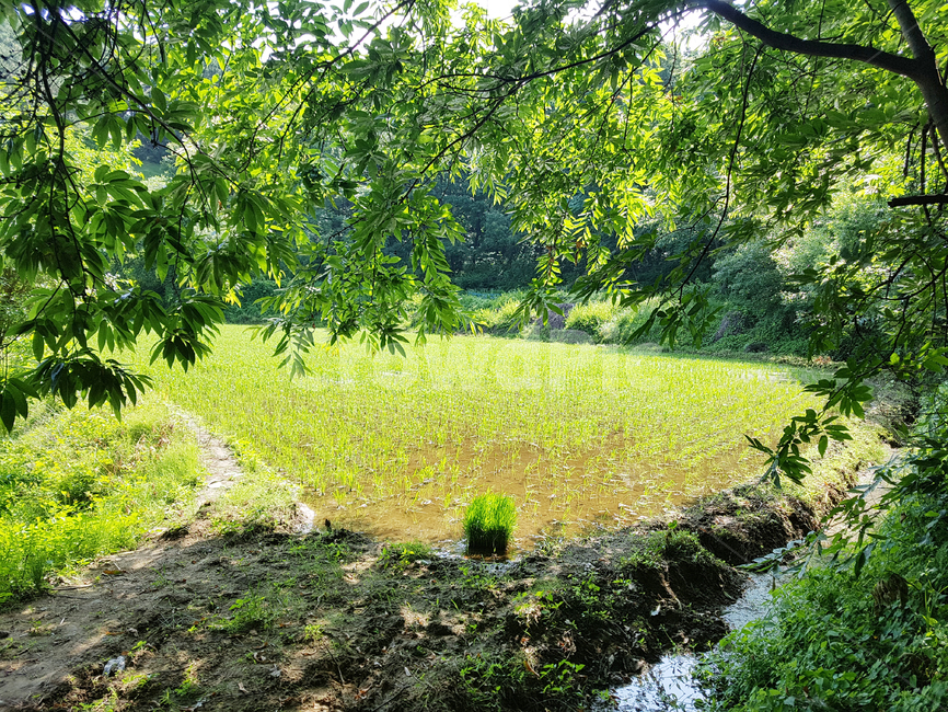 자연,논,벼,모내기,나무,햇살,농사,시골,나뭇잎,plant,식물,tree