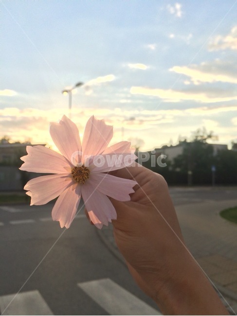 꽃,flower,봄,spring,floral,꽃잎,petal,floralleaf