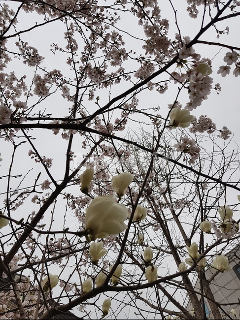 벚꽃,봄,하늘,흰꽃,공원,야외,개화,spring,outdoor,flowers,cherryblossoms