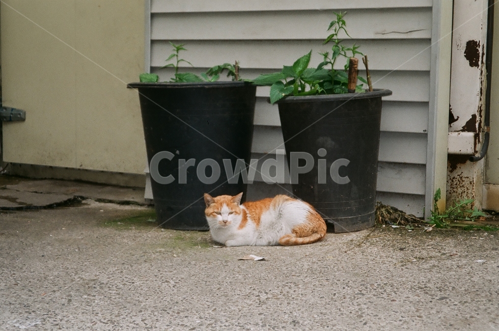 고양이,동물,나른함,화분,길고양이,동물,animal,포유류,mammal,고양이,cat,kitten,kitty