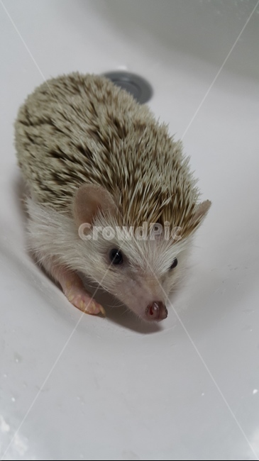 고슴도치,동물,animal,포유류,hedgehog,mammal,애완동물,동물,animal,포유류,mammal