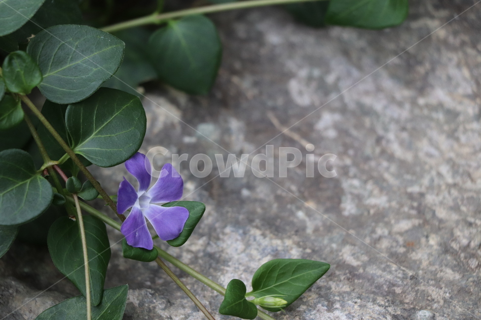 식물,돌,자연,식물원,plant