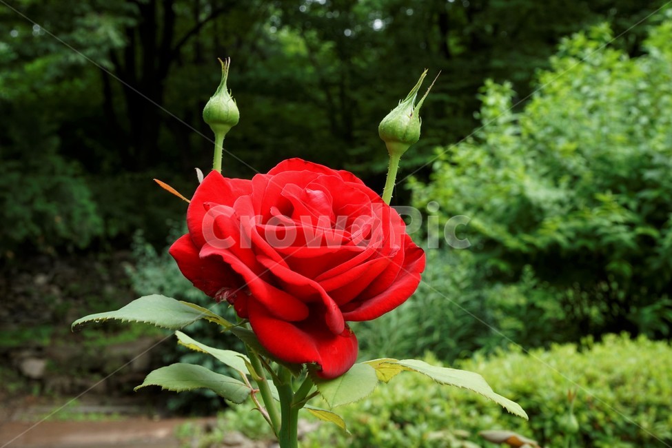 장미,꽃,정열,붉은색,식물,정원,축제,계절,배경화면,자연,감성,색상,색감,빨강,season,plants,nature,flower,rose,북은색,가시,늦가을,향기,아름다움,thorn,red,autumn,smell,beautiful,beauty,plant,5월,여왕,꽃송이,이파리
