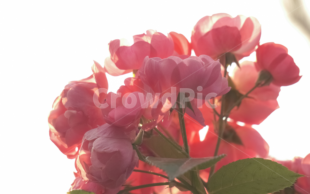 꽃,장미,장미꽃,빨강,빨간색,식물,자연,감성