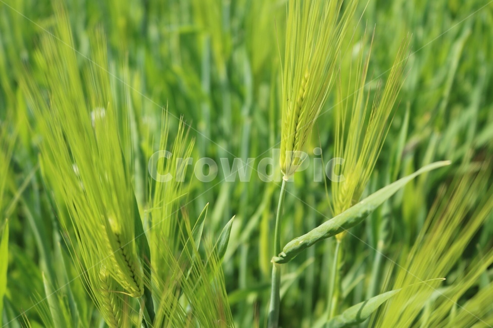 청보리,자연,5월,초록색,보리,green,감성,감성사진,배경,배경화면