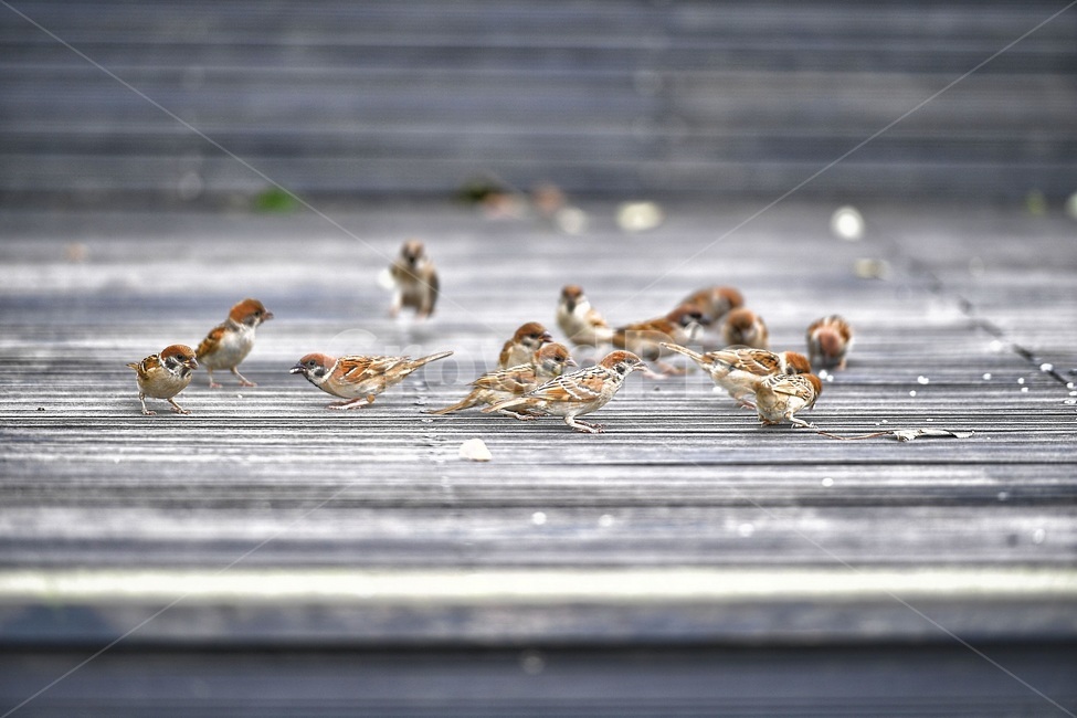 참새,새,조류,야생,공원,작은새,동물,animal,조류,새,birds