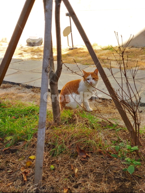 cat,고양이,길고양이,길냥이,동물,펫,포유류