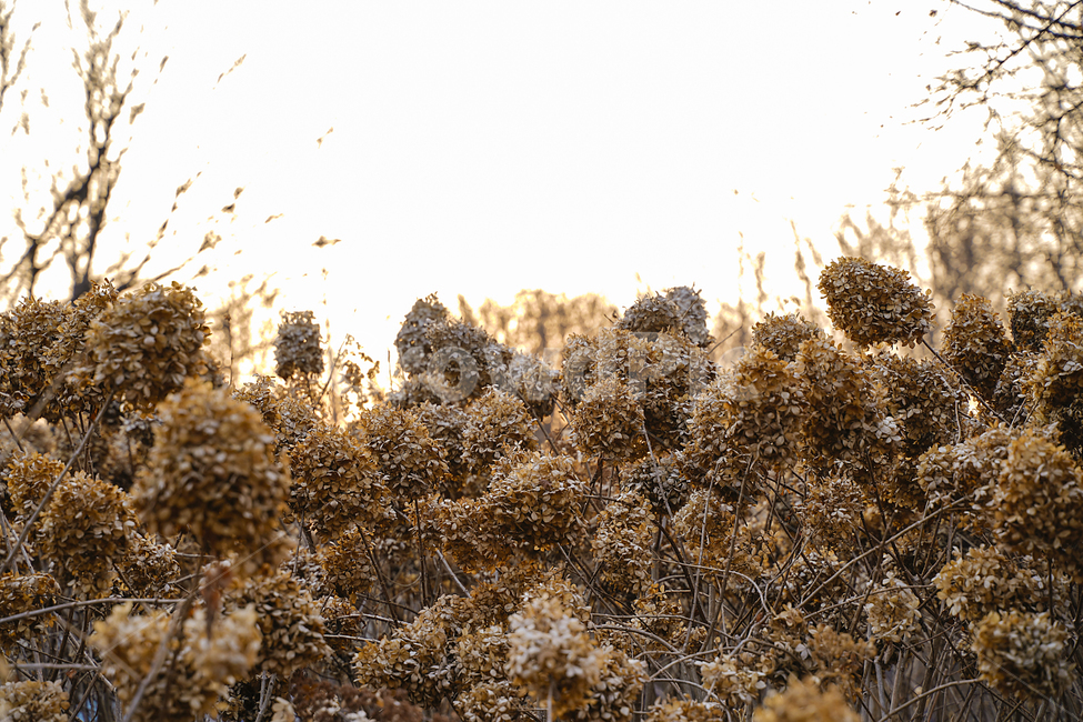 식물,plant,nature,자연,수국,마른수국,말린수국
