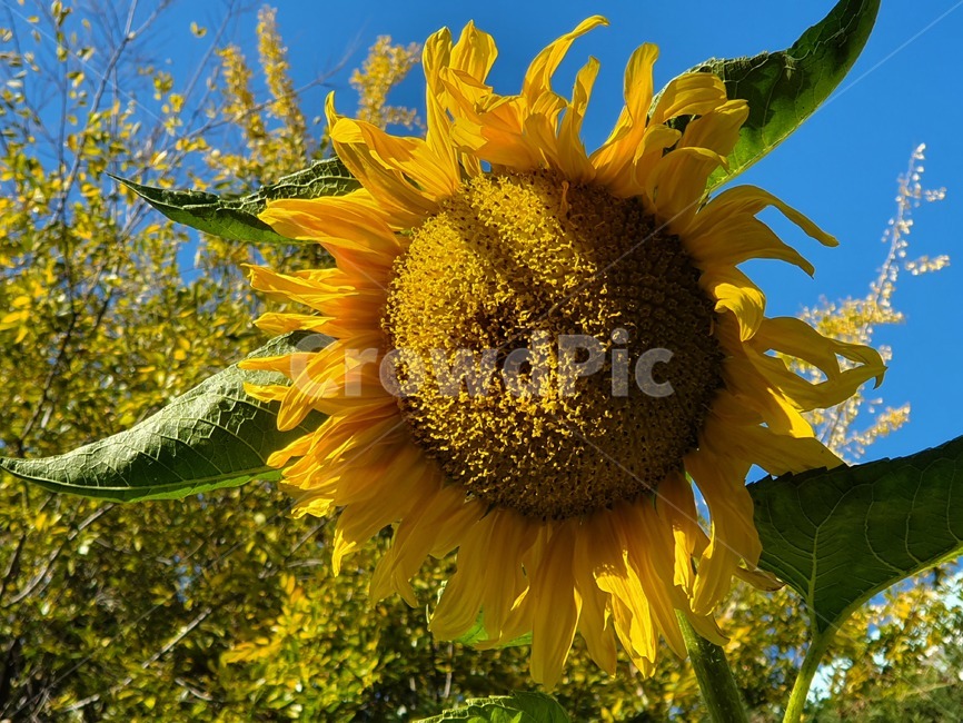 해바라기,sunflower,plant,식물,flower,꽃,blossom,노란색,yellow,식물,자연,plants,nature,꽃,flower