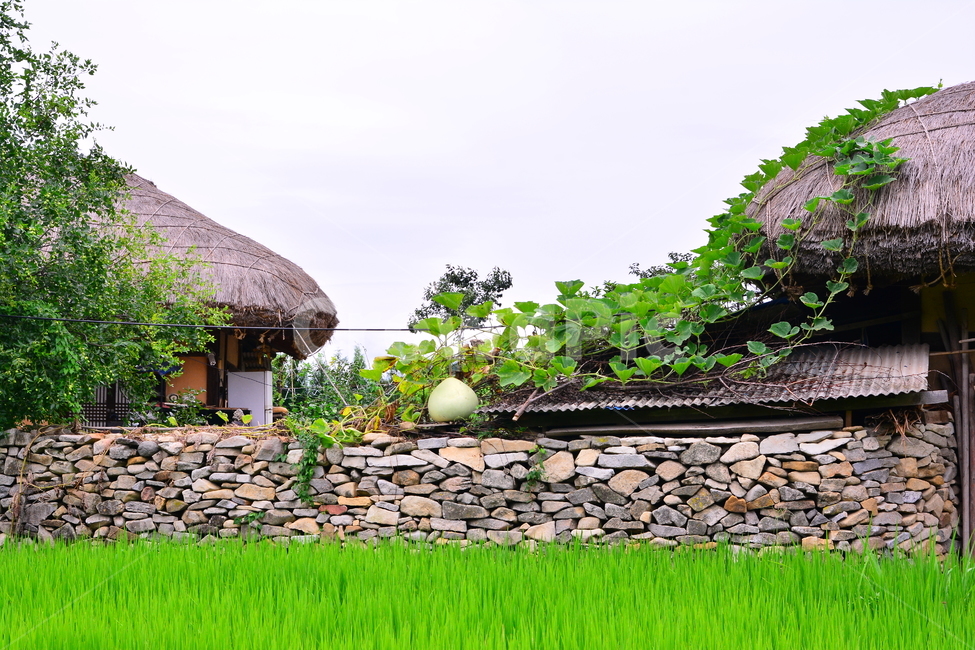 민속촌,민속마을,전통마을,고향집,초가집,한옥,시골,고향,보존,역사,culture,traditional,korean,house,한국의미,정감,서정,옛,마을,동네,집,올드,old,박덩굴,돌담,시골,마을,풍경,landscape,country,rural,town,한국전통,한국문화,korean traditional,korean culture