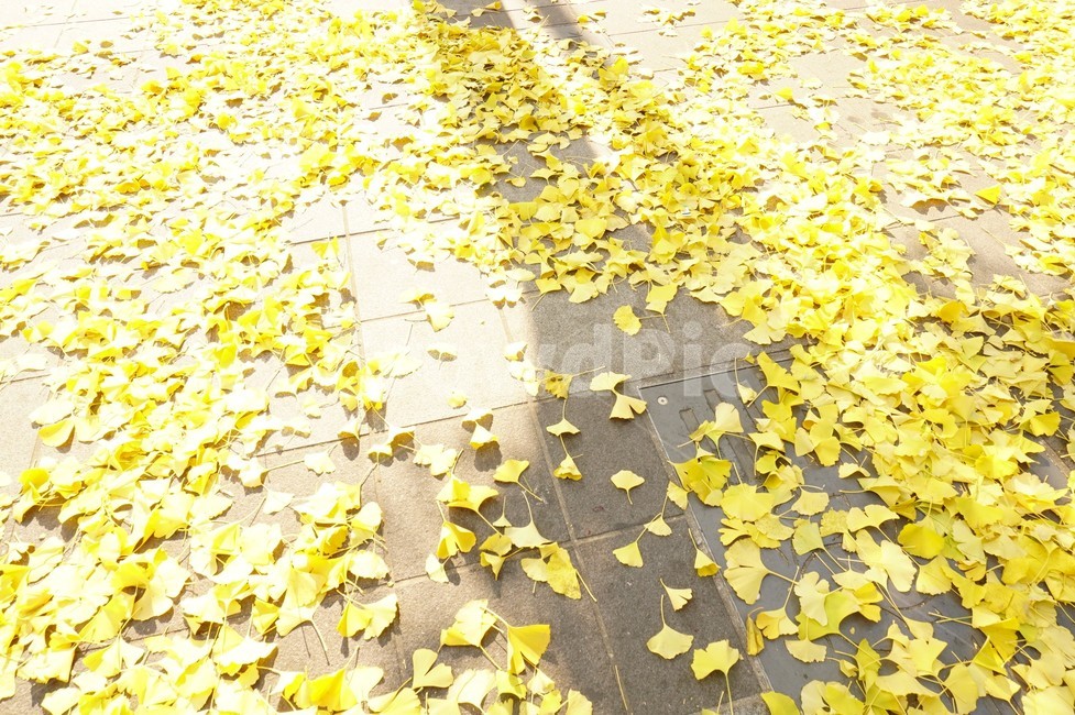 부산,서면,길거리,은행,은행나무,은행나뭇잎,노랑,노란,yellow,shiny,햇빛,찬란,가을,계절,fall,autumn,season,paper,종이,confetti,색종이 조각