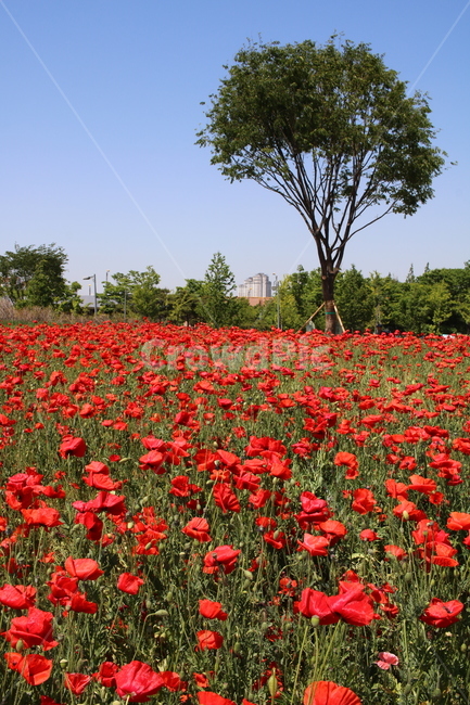 양귀비,나무,꽃,공원,red,자연,tree,park,식물,자연,plants,nature,꽃,flower,나무,trees,wood