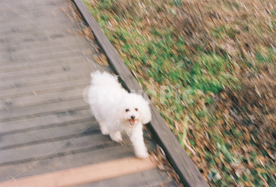 산책로,boardwalk,공원,겨울,나무,숲,자연,풍경,강아지,녹지