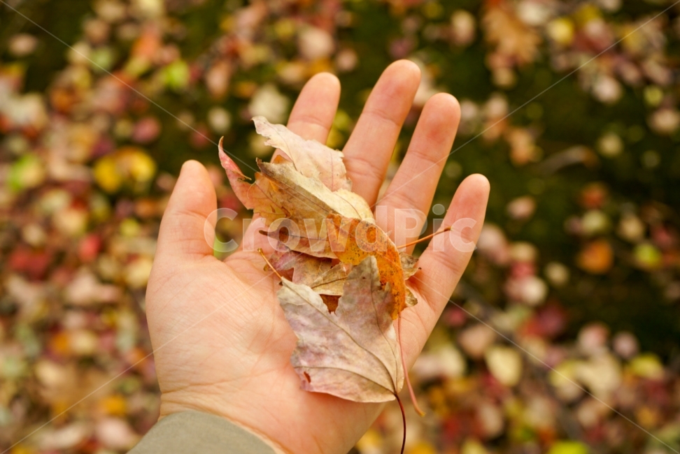가을,낙엽,손바닥,쓸쓸함,한국의가을,잎사귀,손,Korea,가을,계절,fall,autumn,season,사람,인물,인간,human,person,신체일부,몸,body,감성,sensible,feeling,plant,식물,leaf,잎