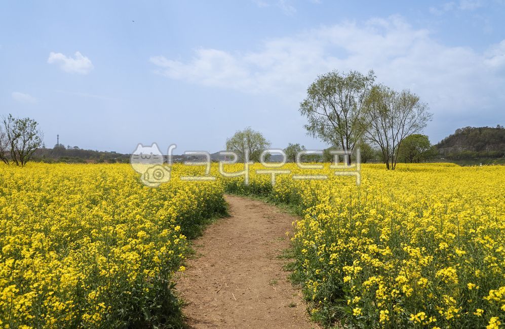 유체꽃, field, 필드, grassland, 자연, 사진,이미지,일러스트,캘리그라피 - 아름다운날작가