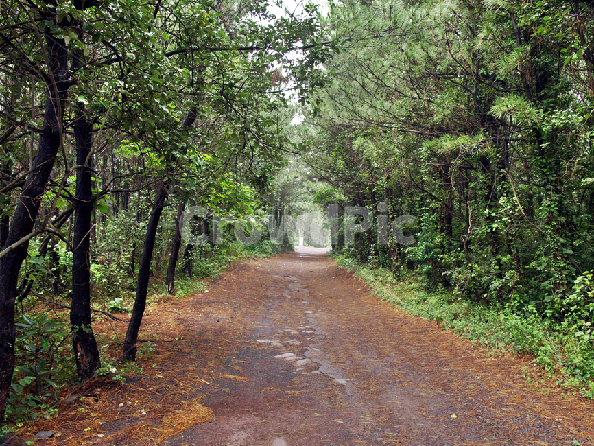 올레10코스,올레,서귀포시,제주,숲길,도로,올레길,자연,풍경,nature,landscape,제주도,jeju,jeju island,dirt road,흙길,road,gravel,자갈