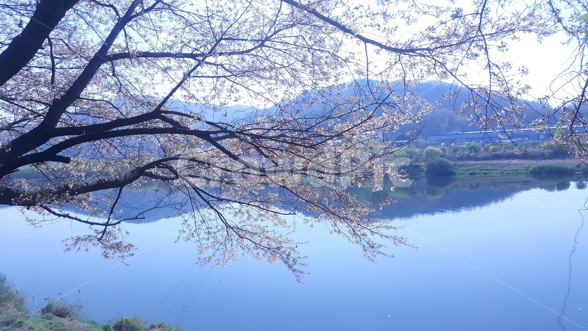 봄,꽃,벚꽃,강변,자연,식물,자연,plants,nature,꽃,flower